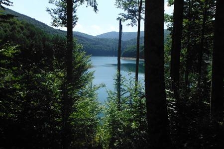 La Selva de Irati es un extenso territorio, (17.195 Ha) que desde la antigüedad ha tenido un aprovechamiento ganadero- forestal y cinegético. Se sitúa en una cuenca rodeada por montañas, ubicada en gran parte en los Valles de Aezkoa y Salazar.